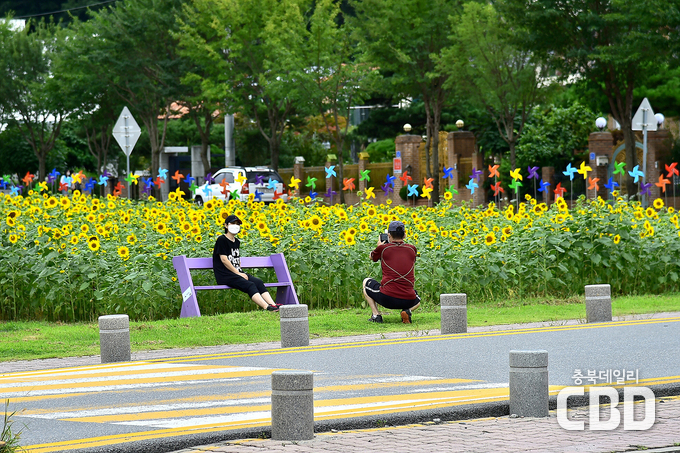 모산비행장 해바라기 꽃밭