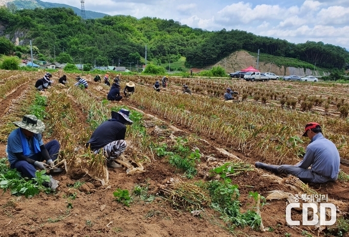공직자 마늘농가 일손돕기(6월), 농산물유통가공센터 마늘 수매(7월)
