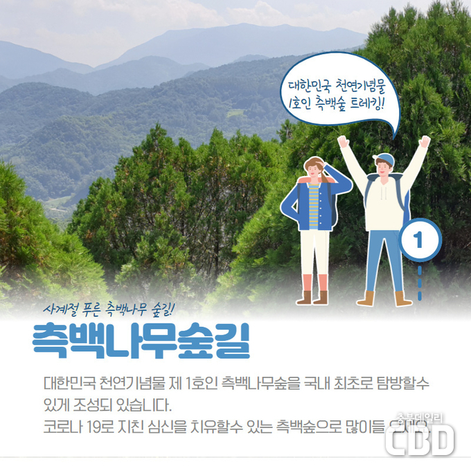 수산면 측백나무 숲