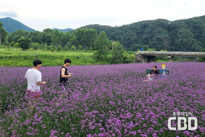 버베나꽃을 즐기는 관광객 사진